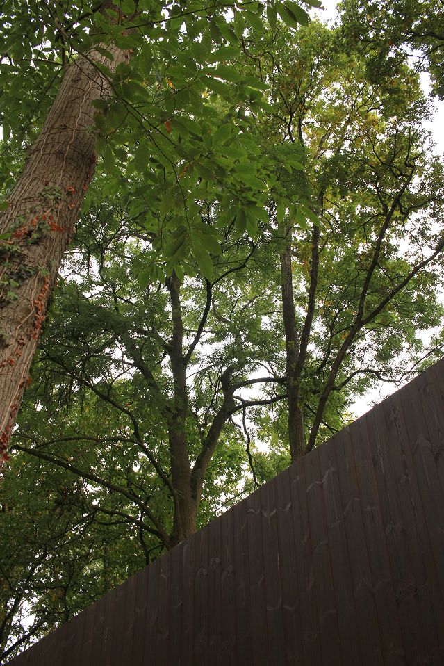 Construction site landscape